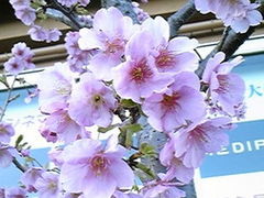 アクアシティお台場の写真1