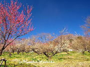 とらみさんの相模原市川尻財産区本沢梅園の投稿写真1