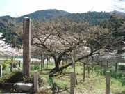 ryuji92jpさんの長徳寺の龍王桜の投稿写真1