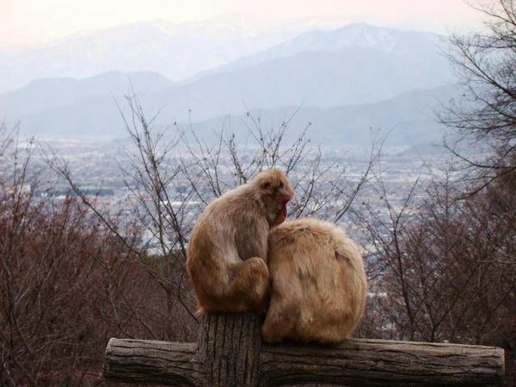茶臼山動物園