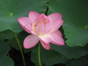 foxydogさんの荒神谷遺跡の投稿写真1