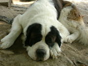 megさんの山梨県フラワーセンター・ハイジの村の投稿写真1