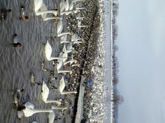 マミジロさんの瓢湖水きん公園への投稿写真1