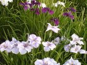 キクさんの花菖蒲(水元公園)の投稿写真1