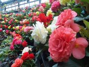 ヤックンさんの花と泉の公園の投稿写真1