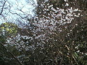 みやっちんぐみやちこ先生さんの安房神社の桜の投稿写真1
