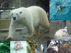 みゅうさんの旭山動物園への投稿写真1