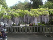 みやっちんぐみやちこ先生さんの高崎公園の投稿写真1