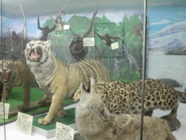 つやま自然のふしぎ館