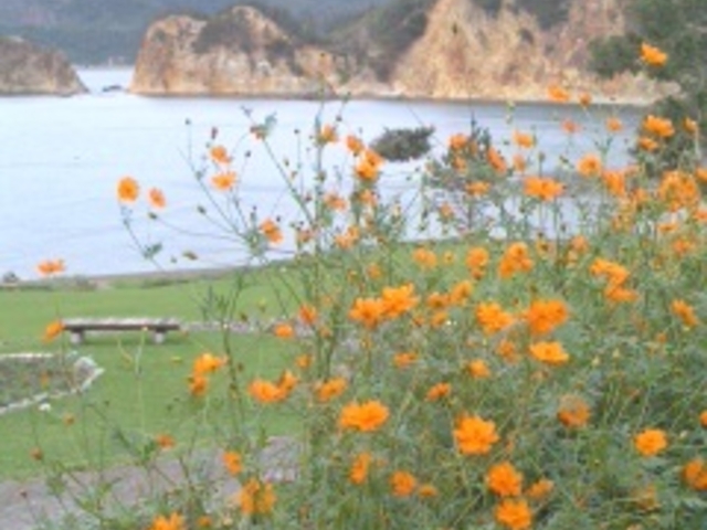 キクさんの黄金崎花畑の投稿写真1