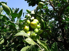 mkoさんの樋の口園への投稿写真1