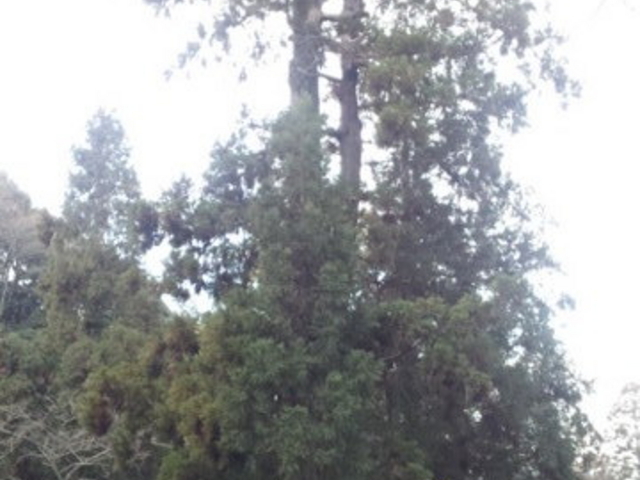 大縣神社(姫ノ宮)