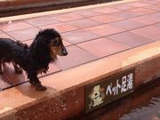 muuさんの小浜温泉足湯 ほっとふっと105の投稿写真1