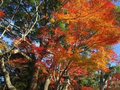 宝満宮 竈門神社の写真1
