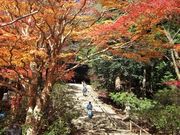 フヂコさんの室生寺の紅葉の投稿写真1