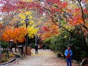 しどーさんの紅葉谷公園の投稿写真1