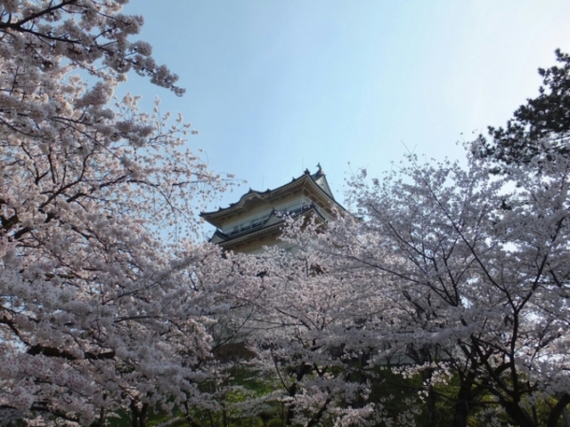 小田原城址公園の桜