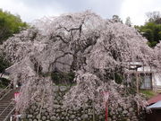しどーさんの吉田のしだれ桜の投稿写真1