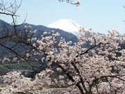 sennrinoyuさんの大法師公園の桜の投稿写真1