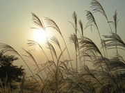 bossさんの曽爾高原のススキの投稿写真1