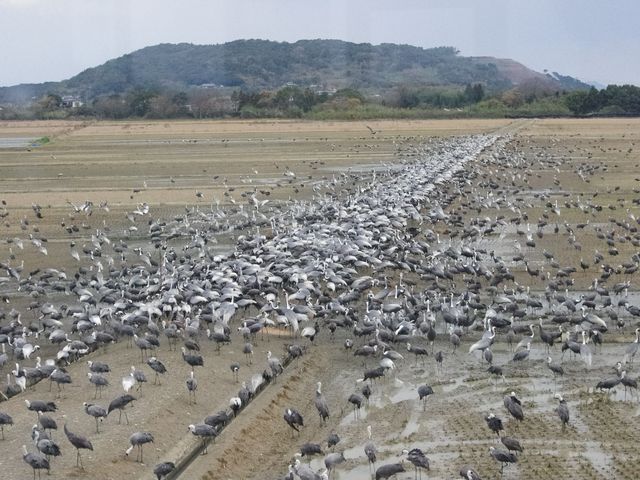 観察センター 屋上から撮影_出水市ツル観察センター