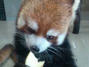 れいこちんさんの円山動物園の投稿写真1