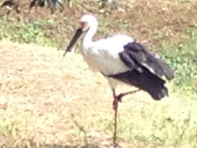 ずっと片足で立ってます。_兵庫県立コウノトリの郷公園