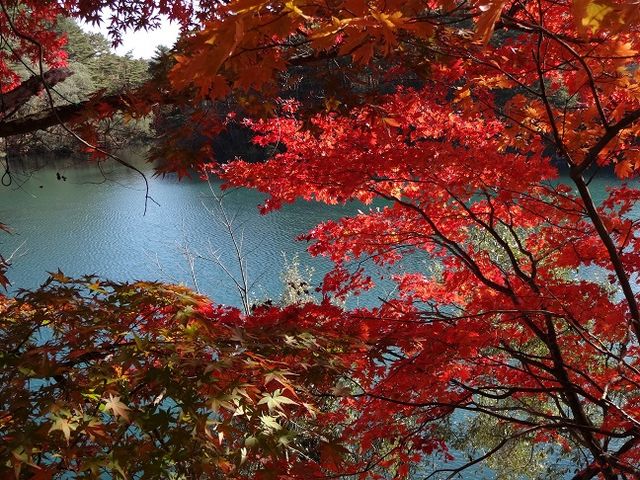 五色沼の毘沙門沼も素晴らしい紅葉です。_五色沼湖沼群