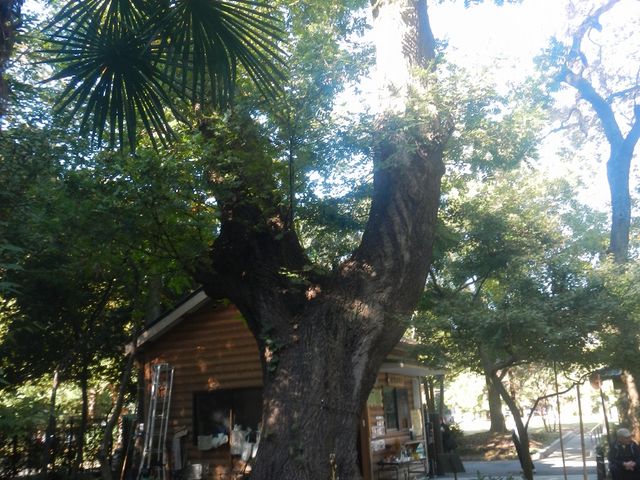 asamiyさんの越谷アリタキ植物園の投稿写真3