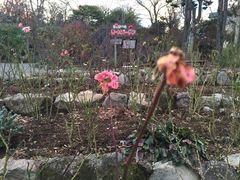 箱根強羅公園の写真1