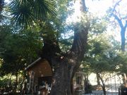 asamiyさんの越谷アリタキ植物園の投稿写真2