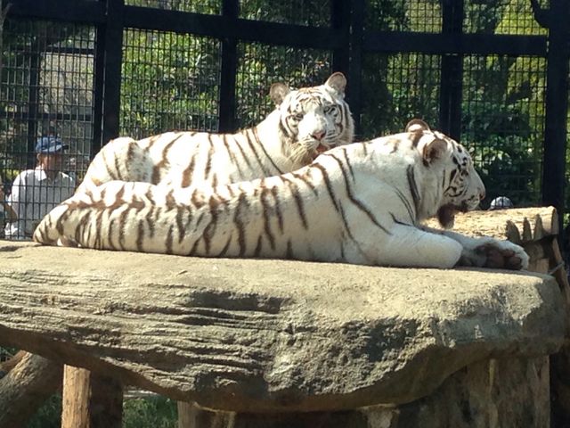 ホワイトタイガーのカップル_平川動物公園