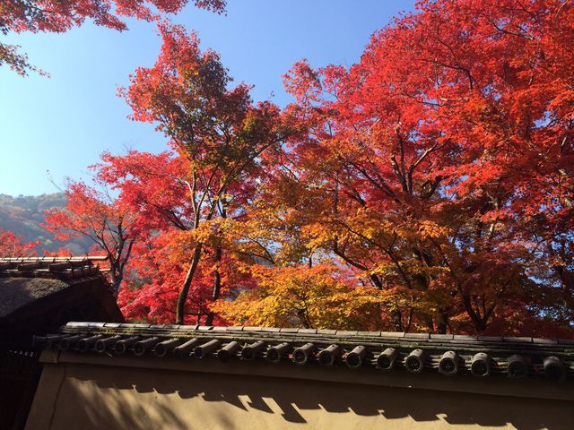 今年の嵐山の紅葉も素晴らしかったです(^-^)_舞妓体験スタジオ夢工房(嵐山店)