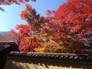 プチぷーさんの舞妓体験スタジオ夢工房(嵐山店)の投稿写真2