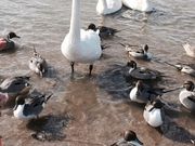 ヒシクイさんの伊豆沼・内沼の投稿写真1