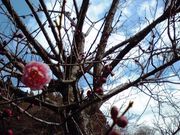 まー君さんの三岳梅林の投稿写真1