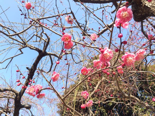 咲き始めの『枝垂れ梅』_龍尾神社