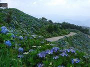 かひーなさんの大川原高原のあじさいの投稿写真1