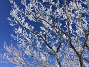 なぁなさんの御在所岳樹氷の投稿写真1