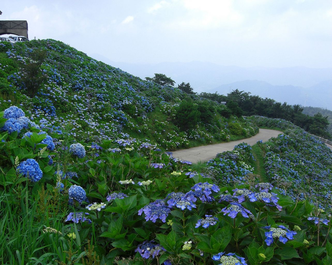 大川原高原のあじさい