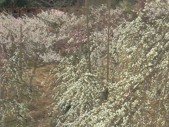 綺麗_幕山公園