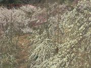 チビチビさんの幕山公園の投稿写真1