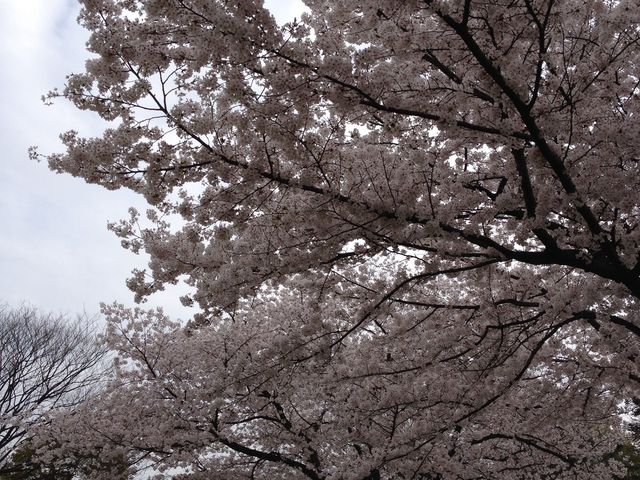 満開の桜_大仙公園