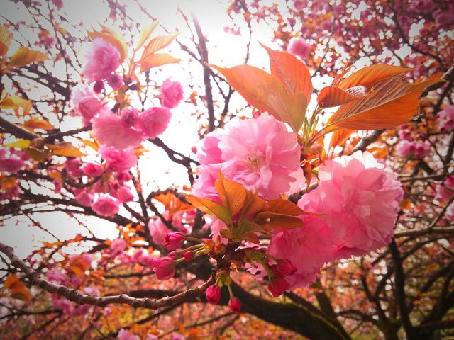 八重桜_城山公園