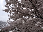 みほさんの大仙公園の投稿写真1