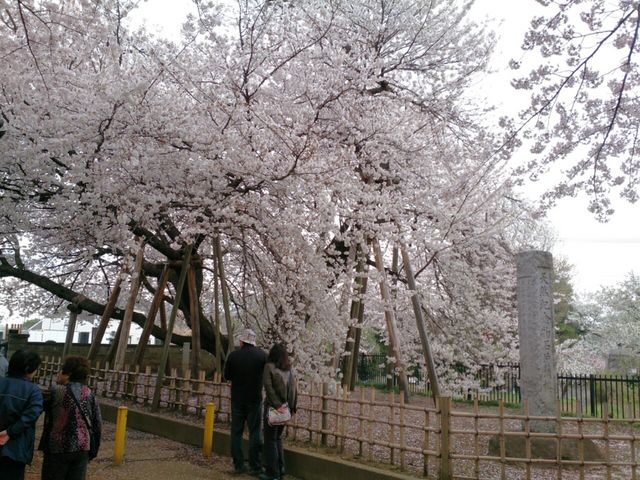 ムクさんの石戸蒲ザクラの投稿写真1