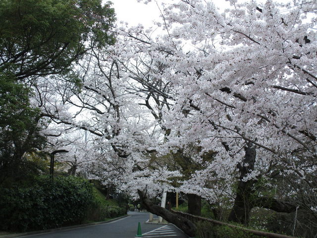 いわぴいさんの江波山公園の投稿写真3