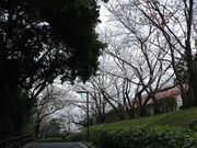 いわぴいさんの江波山公園の投稿写真1