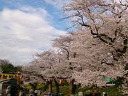 ムクさんの城ヶ谷堤の投稿写真1