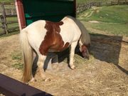 とまとさんの鞍ケ池公園動物園の投稿写真1